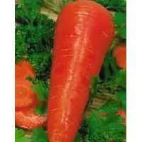 Морква Червоний велетень 10 г "Традиція"