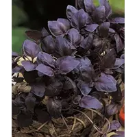 Базилік фіолетовий темний опал 0,5 г
