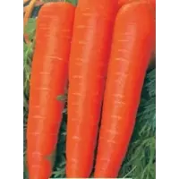 Морква Корал