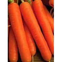 Морква Карлена 10 грам (SATIMEX)