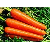 Морква Тіп Топ 0,5 кг (SATIMEX)