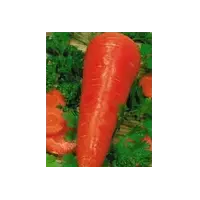 Морква Червоний велетень "Аеліта"