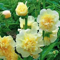 Шток-роза Майоретте, жовта 0,2 гр. "Садиба Центр"