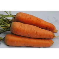 Кормова морква